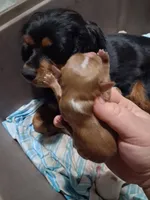 Oliver, a male Cavalier King Charles Spaniel for sale in Mountain View, MO – 2 of 6