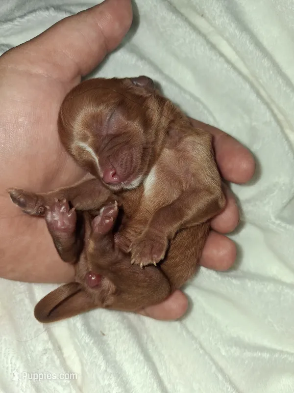 Sophia – Cavalier King Charles Spaniel puppy for sale in Mountain View, MO