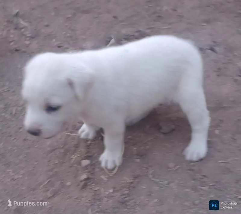 Puppy1 – Border Collie, Great Pyrenees puppy for sale in Willcox, AZ