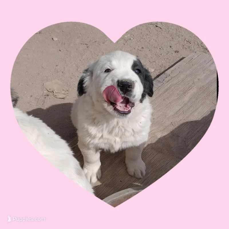 Lollypop – Border Collie, Great Pyrenees puppy for sale in Willcox, AZ
