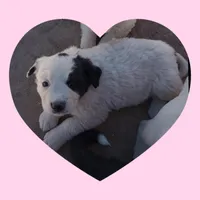 Lollypop, a female Border Collie and Great Pyrenees for sale in Willcox, AZ – Photo 3 of 3