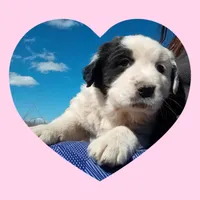 Lollypop, a female Border Collie and Great Pyrenees for sale in Willcox, AZ – Photo 2 of 3