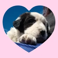 Lollypop, a female Border Collie and Great Pyrenees for sale in Willcox, AZ – Photo 1 of 3