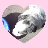 Maisy, a female Border Collie and Great Pyrenees for sale in Willcox, AZ – Photo 3 of 4