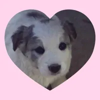 Maisy, a female Border Collie and Great Pyrenees for sale in Willcox, AZ – Photo 1 of 4