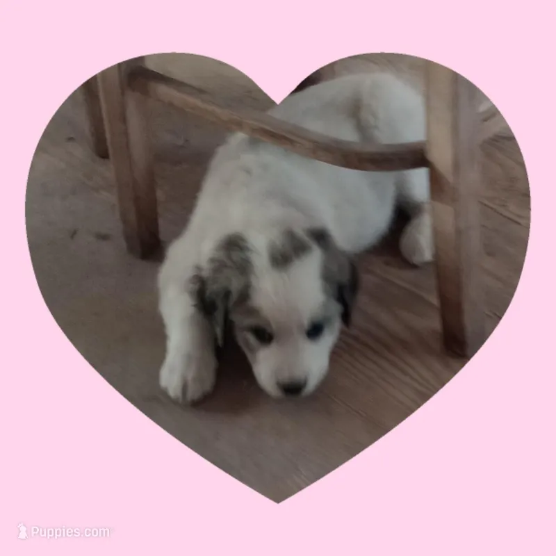 Maisy – Border Collie, Great Pyrenees puppy for sale in Willcox, AZ