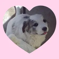 Maisy, a female Border Collie and Great Pyrenees for sale in Willcox, AZ – Photo 2 of 4