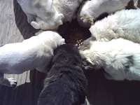 Maisy, a female Border Collie and Great Pyrenees for sale in Willcox, AZ – Photo 4 of 4