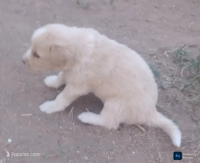 Puppy5 – Border Collie, Great Pyrenees puppy for sale in Willcox, AZ