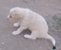 Puppy5, a male Border Collie and Great Pyrenees for sale in Willcox, AZ – 1 of 1
