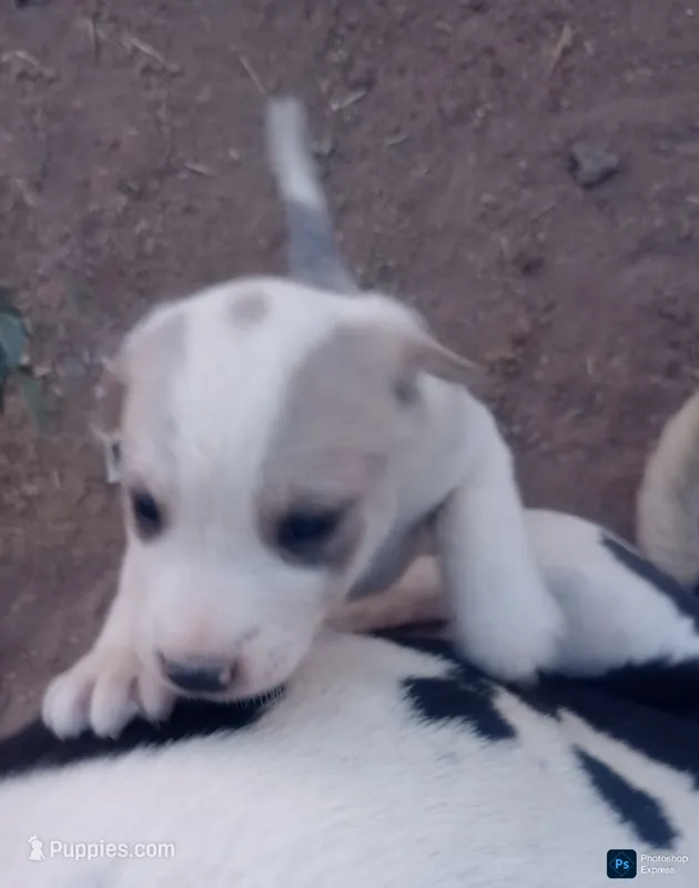 TheOnlyGirl – Border Collie, Great Pyrenees puppy for sale in Willcox, AZ