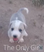 TheOnlyGirl, a female Border Collie and Great Pyrenees for sale in Willcox, AZ – 2 of 2