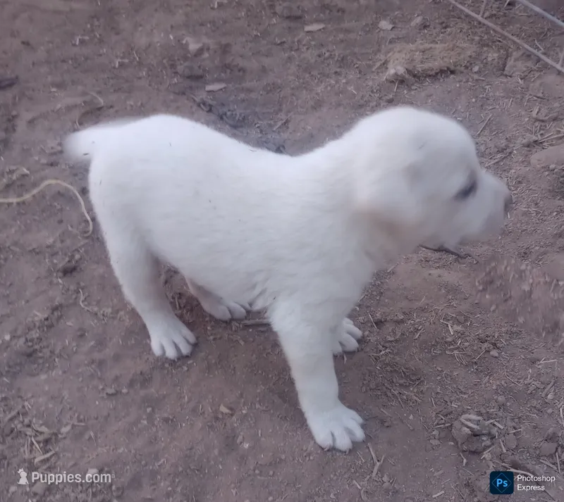 Puppy2 – Border Collie, Great Pyrenees puppy for sale in Willcox, AZ
