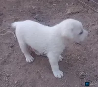 Puppy2, a male Border Collie and Great Pyrenees for sale in Willcox, AZ – 1 of 1