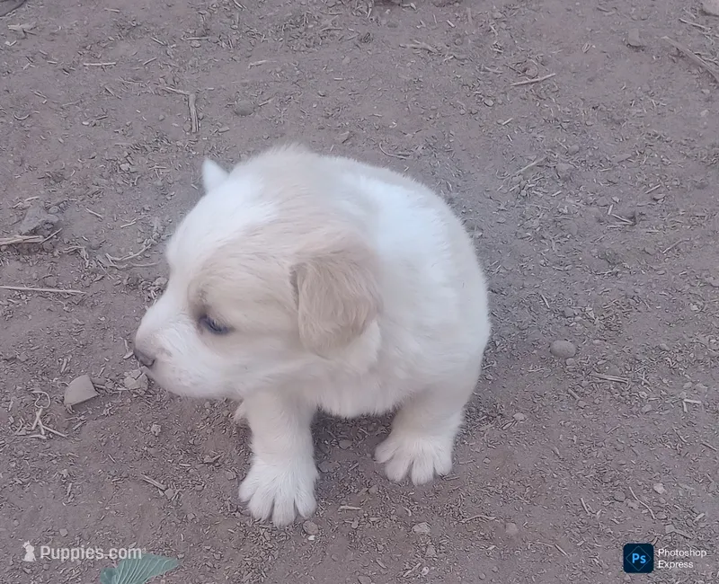 Puppy6 – Border Collie, Great Pyrenees puppy for sale in Willcox, AZ