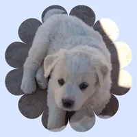 Peter, a male Border Collie and Great Pyrenees for sale in Willcox, AZ – Photo 1 of 4