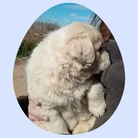 Peter, a male Border Collie and Great Pyrenees for sale in Willcox, AZ – Photo 4 of 4