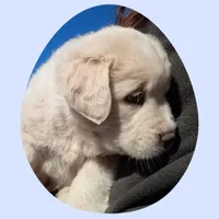 Peter, a male Border Collie and Great Pyrenees for sale in Willcox, AZ – Photo 3 of 4