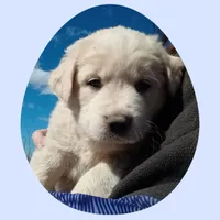 Peter, a male Border Collie and Great Pyrenees for sale in Willcox, AZ – Photo 2 of 4