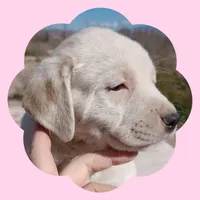 Sapphire, a female Border Collie and Great Pyrenees for sale in Willcox, AZ – Photo 3 of 3