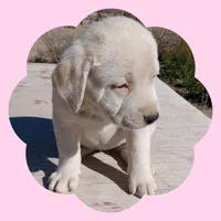 Sapphire, a female Border Collie and Great Pyrenees for sale in Willcox, AZ – Photo 2 of 3