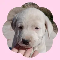 Sapphire, a female Border Collie and Great Pyrenees for sale in Willcox, AZ – Photo 1 of 3