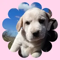 Ruby, a female Border Collie and Great Pyrenees for sale in Willcox, AZ – Photo 4 of 4