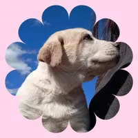 Ruby, a female Border Collie and Great Pyrenees for sale in Willcox, AZ – Photo 3 of 4