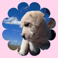 Ruby, a female Border Collie and Great Pyrenees for sale in Willcox, AZ – Photo 2 of 4