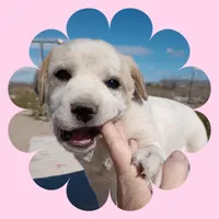 Ruby, a female Border Collie and Great Pyrenees for sale in Willcox, AZ – Photo 1 of 4