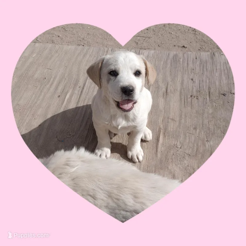 Ruby – Border Collie, Great Pyrenees puppy for sale in Willcox, AZ
