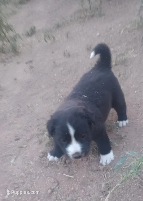 Puppy4 – Border Collie, Great Pyrenees puppy for sale in Willcox, AZ