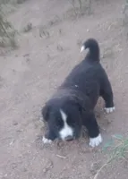 Puppy4, a male Border Collie and Great Pyrenees for sale in Willcox, AZ – 1 of 1