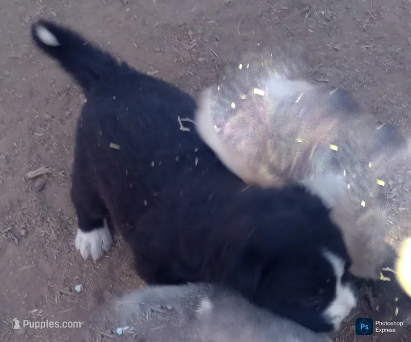 Puppy 3 – Border Collie, Great Pyrenees puppy for sale in Willcox, AZ