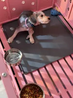 Benji, a male Yorkipoo for sale in Chicago, IL – 7 of 9