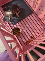Benji, a male Yorkipoo for sale in Chicago, IL – 5 of 9