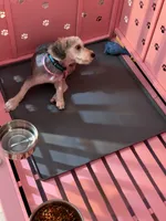 Benji, a male Yorkipoo for sale in Chicago, IL – 9 of 9