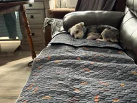 Emmy, a female Yorkshire Terrier and Morkie for sale in Chicago, IL – 3 of 7