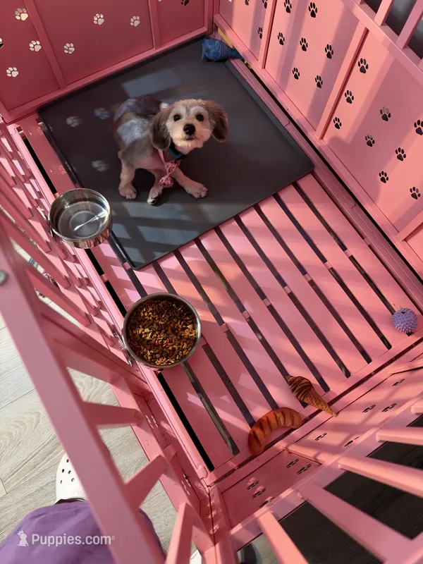 Benji – Yorkipoo puppy for sale in Chicago, IL