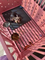 Emmy, a female Yorkshire Terrier and Morkie for sale in Chicago, IL – 5 of 7