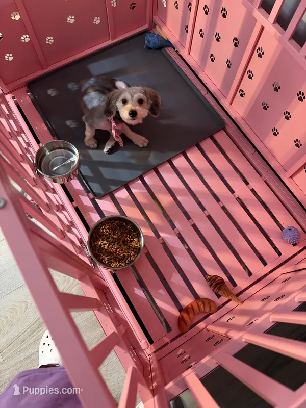 Emmy – Yorkshire Terrier, Morkie puppy for sale in Chicago, IL
