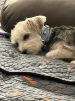 Emmy, a female Yorkshire Terrier and Morkie for sale in Chicago, IL – 7 of 7
