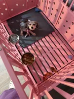 Benji, a male Yorkipoo for sale in Chicago, IL – 2 of 9