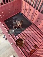 Benji, a male Yorkipoo for sale in Chicago, IL – 6 of 9