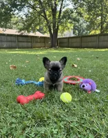 Bentley JR, a male French Bulldog for sale in Orlando, FL – Photo 2 of 2