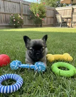 Princess , a female French Bulldog for sale in Orlando, FL – Photo 1 of 2