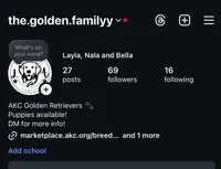 The golden familyy / orange 🍊 , a male Golden Retriever for sale in Perris, CA – 4 of 4