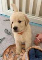 The golden familyy / orange 🍊 , a male Golden Retriever for sale in Perris, CA – 3 of 4
