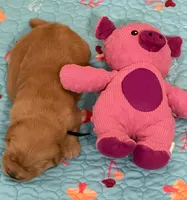 AKC the golden family, a male Golden Retriever for sale in Riverside, CA – Photo 3 of 5