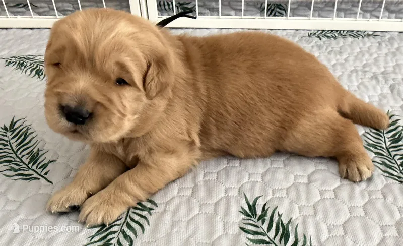 AKC the golden family – Golden Retriever puppy for sale in Riverside, CA